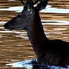 Cerf